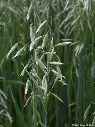 Attēlu rezultāti vaicājumam “Avena sativa”