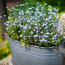 Image result for Myosotis sylvatica