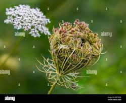 Attēlu rezultāti vaicājumam “Daucus carota subsp. carota fruit”