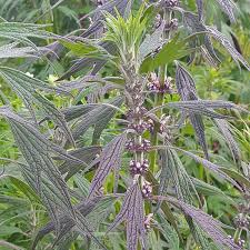 Attēlu rezultāti vaicājumam “Leonurus quinquelobatus”