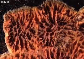 Attēlu rezultāti vaicājumam “Pseudomerulius aureus”