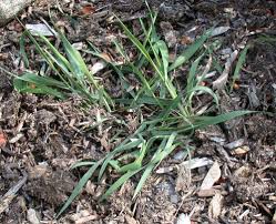 Attēlu rezultāti vaicājumam “Elytrigia repens subsp. arenosa”