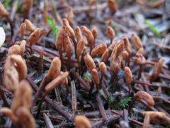 Attēlu rezultāti vaicājumam “Heyderia abietis”