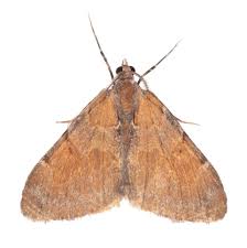 Attēlu rezultāti vaicājumam “Pennithera firmata”