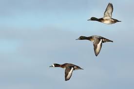 Image result for Aythya marila