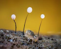 Attēlu rezultāti vaicājumam “Comatricha fragilis”