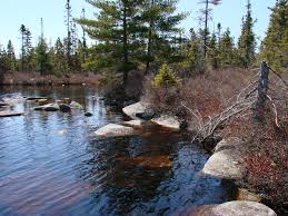 Attēlu rezultāti vaicājumam “Grimmia muehlenbeckii”