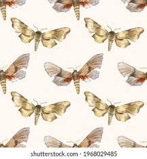 Attēlu rezultāti vaicājumam “Laothoe amurensis”