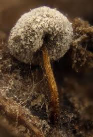 Attēlu rezultāti vaicājumam “Diderma crustaceum spores”