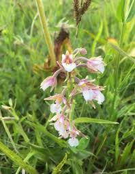 Attēlu rezultāti vaicājumam “Epipactis palustris flower”