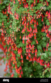 Attēlu rezultāti vaicājumam “Tropaeolaceae”