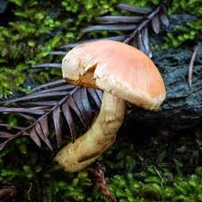 Attēlu rezultāti vaicājumam “Athelia pyriformis”