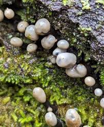 Attēlu rezultāti vaicājumam “Holwaya mucida”