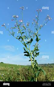 Image result for Raphanus sativus ssp. Oleiformes