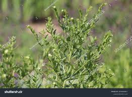 Attēlu rezultāti vaicājumam “Lithospermum officinale flower”