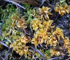 Attēlu rezultāti vaicājumam “Sphagnum contortum”
