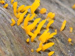 Attēlu rezultāti vaicājumam “Calocera cornea”