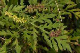 Attēlu rezultāti vaicājumam “Ambrosia artemisiifolia leaf”