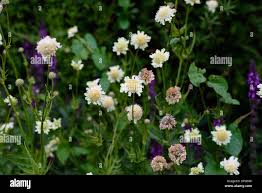 Image result for Scabiosa ochroleuca
