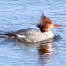 Attēlu rezultāti vaicājumam “Mergus merganser female”
