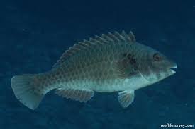 Image result for Sparisoma amplum