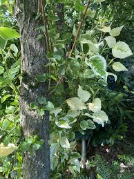 Attēlu rezultāti vaicājumam “Populus x jackii flower”