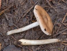 Attēlu rezultāti vaicājumam “Elmerina caryae”