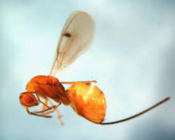 Attēlu rezultāti vaicājumam “Torymidae”