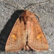 Attēlu rezultāti vaicājumam “Amphipoea”