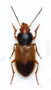 Attēlu rezultāti vaicājumam “Diachromus germanus”