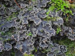 Attēlu rezultāti vaicājumam “Peltigera”