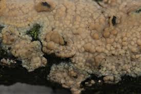 Attēlu rezultāti vaicājumam “Radulomyces confluens”