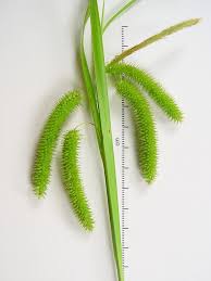 Attēlu rezultāti vaicājumam “Carex pseudocyperus female flower”