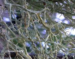 Attēlu rezultāti vaicājumam “Evernia divaricata”