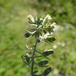 Attēlu rezultāti vaicājumam “Thesium alpinum leaf”