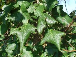 Attēlu rezultāti vaicājumam “Tilia platyphyllos Laciniata”