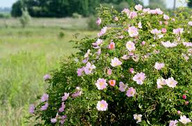 Image result for Rosa canina