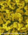 <b>Mycobacterium leprae</b>