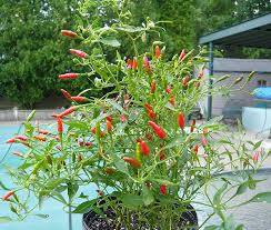 Afbeeldingsresultaat voor thai bird pepper hot pepper