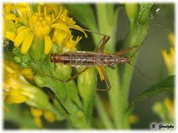 Attēlu rezultāti vaicājumam “Nabis limbatus”