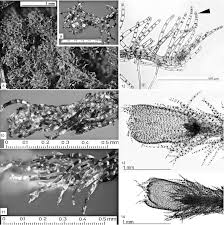 Attēlu rezultāti vaicājumam “Blepharostoma trichophyllum”