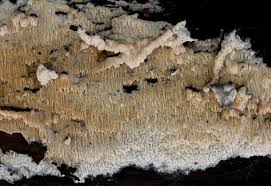 Attēlu rezultāti vaicājumam “Phlebia rufa”