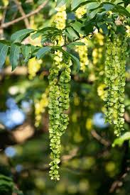 Attēlu rezultāti vaicājumam “Pterocarya fraxinifolia flower”