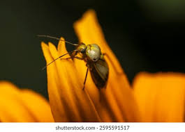 Attēlu rezultāti vaicājumam “Lygus pratensis imago”