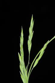 Attēlu rezultāti vaicājumam “Poa nemoralis leaf”