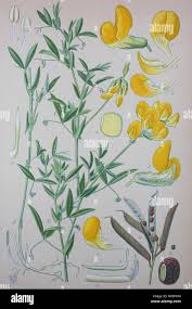 Attēlu rezultāti vaicājumam “Lathyrus pratensis”