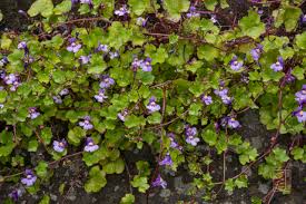 Attēlu rezultāti vaicājumam “Cymbalaria muralis”