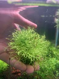 Attēlu rezultāti vaicājumam “Riccia canaliculata”