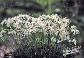 Attēlu rezultāti vaicājumam “Dianthus arenarius flower”