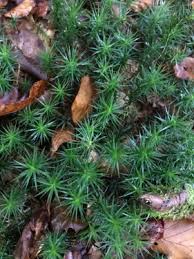 Attēlu rezultāti vaicājumam “Polytrichastrum formosum”